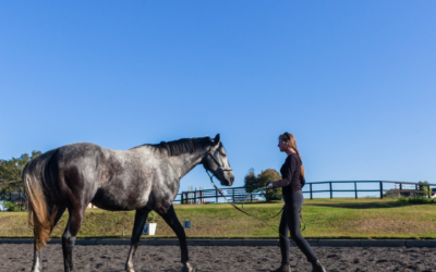How Climate Affects Your Arena Surface